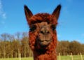 Barraca de Alpaca – Hartmann’s Alpakatouren im Odenwald